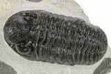 Phacopid (Adrisiops) Trilobite - Jbel Oudriss, Morocco #272836-1